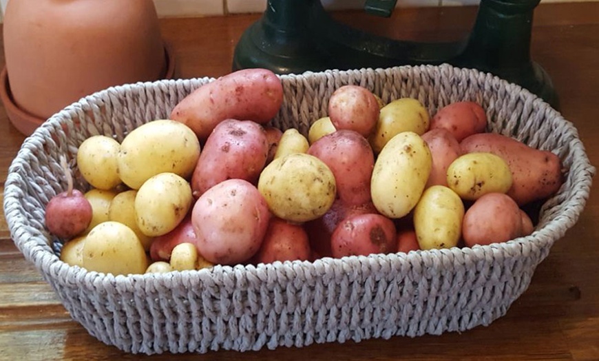 Image 3: Patio Potato Kit, Three Varieties