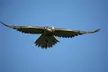 Up to 60% Off on Falconry - Recreational at The Falconry School - Image 4