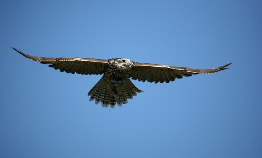 Image 4: Three-Hour Falconry Experience