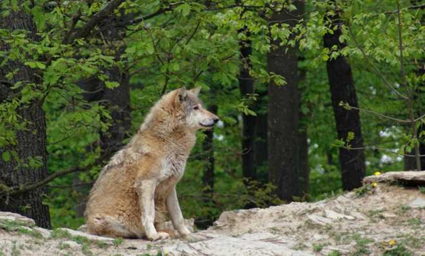 Image 3: Entdecke Wildtiere hautnah: Eintritt Wildpark Johannismühle