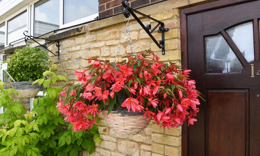 Image 12: Pack of 15 or 30 Begonia Garden Ready Plants