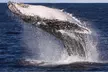 Embark on a Memorable 2.5-Hour Whale Watching Tour for One Child or One, Two or Four Adults ( Up to 29% Off ) - Image 7