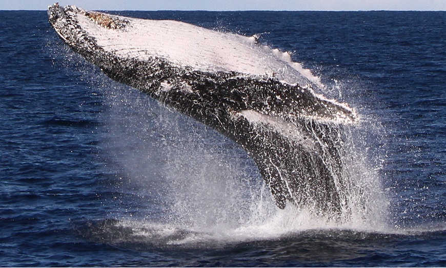 Image 7: 2.5-Hour Whale Watching Tour for 1 Child Age 3-13 or 1, 2, or 4 Adults