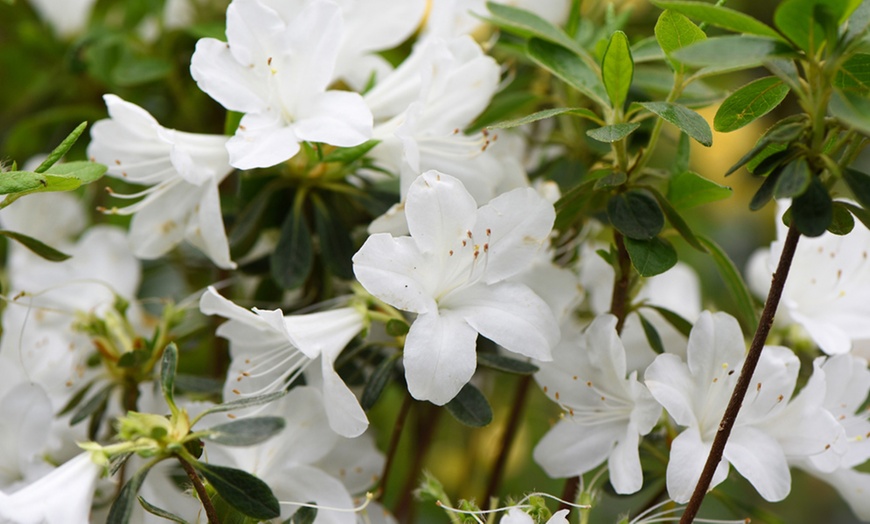 Image 7: Up to Four Hardy Dwarf Azalea Collection Plants 9cm