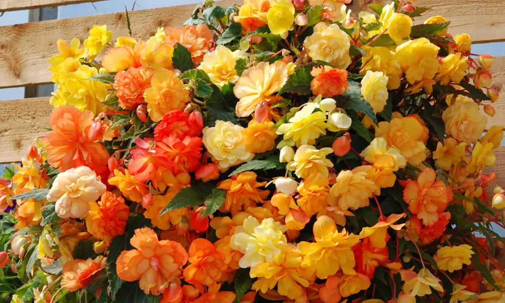 5, 10 or 20 Begonia Apricot Shades Improved F1 Hybrid Bulbs - Primary Image