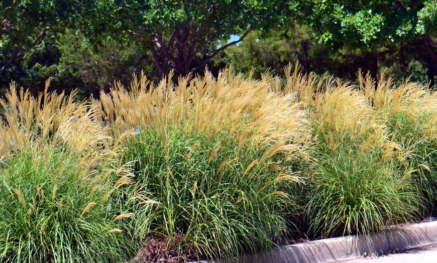 Image 1: Miscanthus Zebra Grass - 1, 3, or 5 Potted Plants