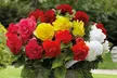 10, 20, or 40 Begonia Double Flowered Mixed Plants - Image 2