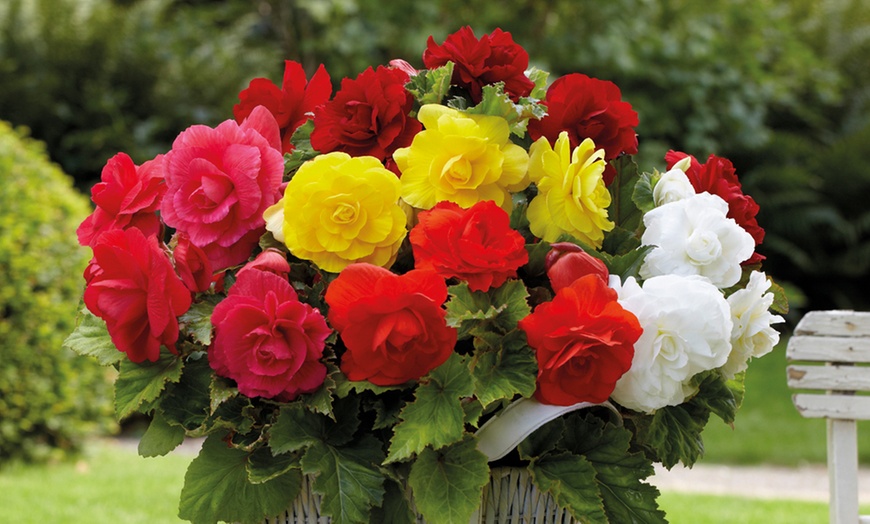 Image 2: 10, 20, or 40 Begonia Double Flowered Mixed Plants