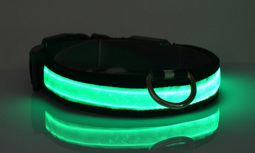 Image 12: Collier phosphorescent pour chien