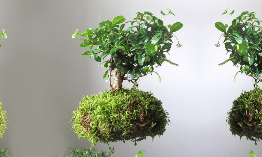 Image 5: Moss Ball Bonsai Tree