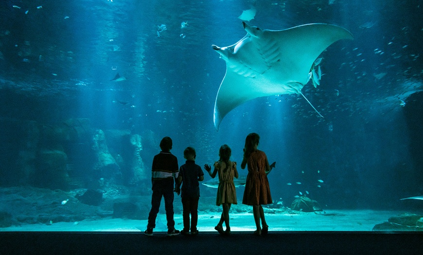 Image 6: Dans un monde sous-marin spectaculaire : Nausicaá