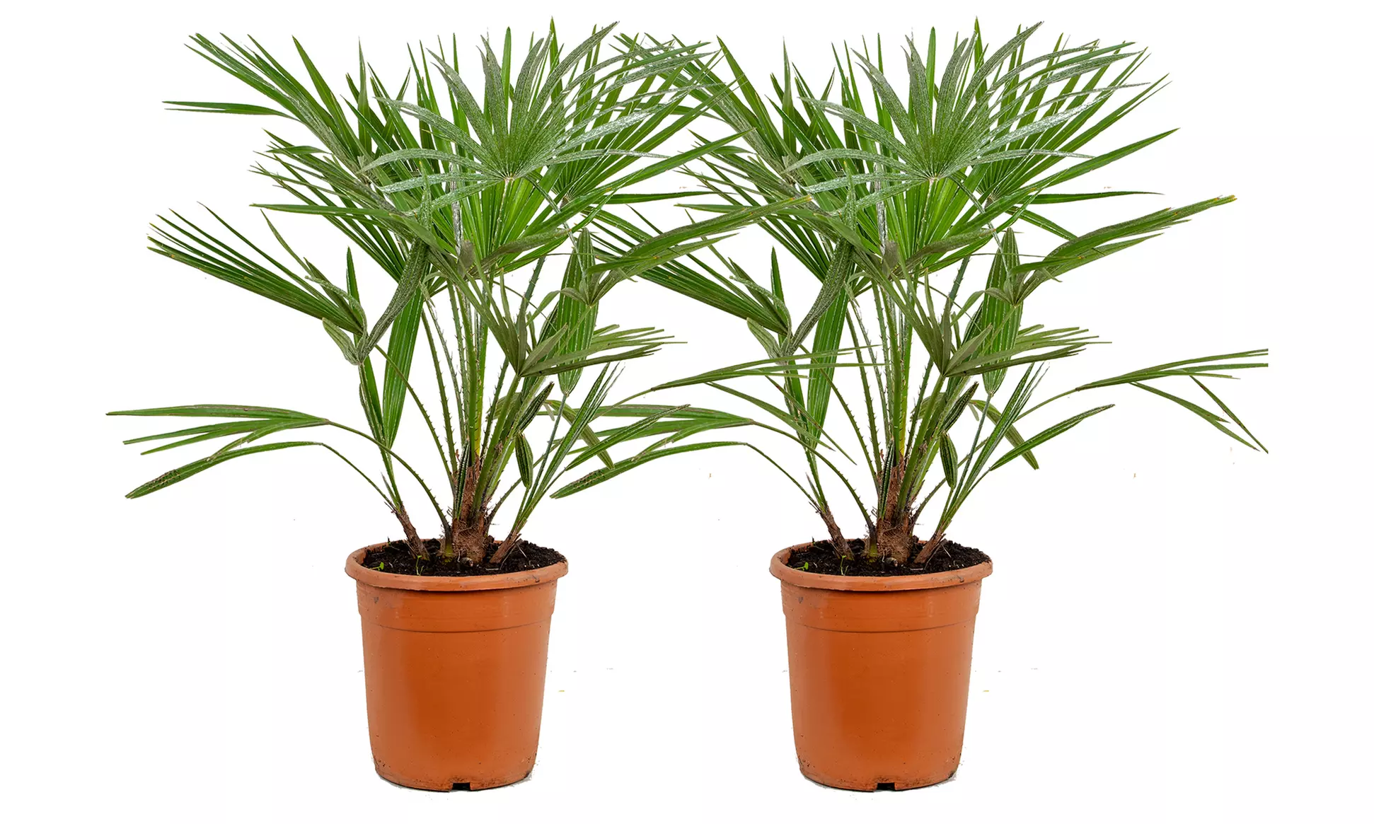 Palmier nain européen rustique Chamaerops "Humilis"