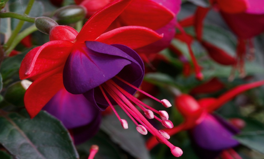 Image 4: Fabulous Hardy Fuchsia Collection - 1 or 5 plants