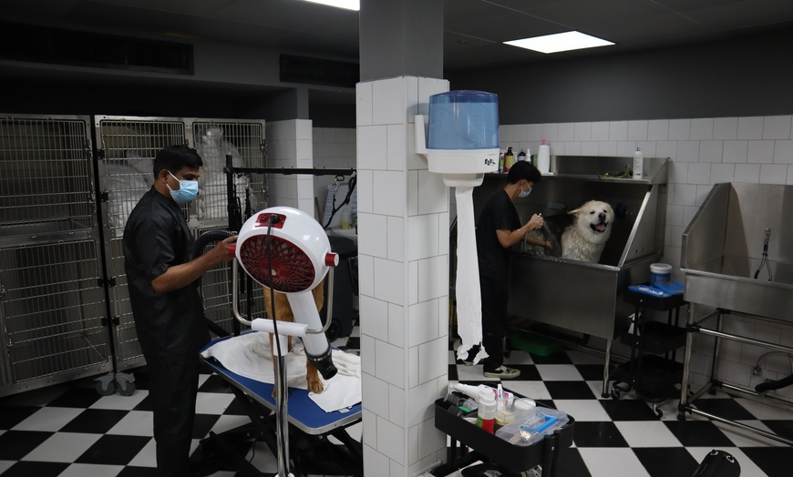 Image 2: Full Grooming Session for Cat or Dog at The Petzone