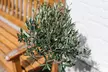 1x oder 2x winterharter Olivenbaum XXL - Second Medium