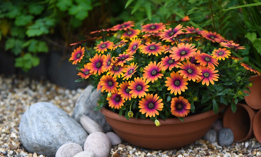 Image 5: One, Three or Six Osteospermum 'Purple Sun' Plants