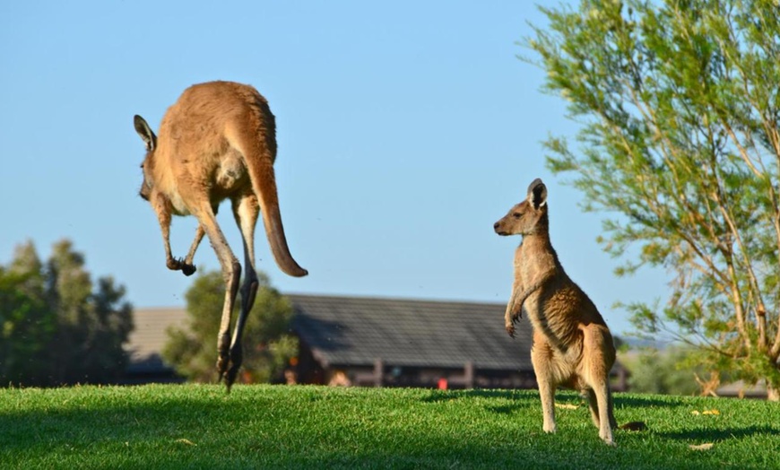 Image 8: NEW! Novotel Swan Valley Vines Resort: Resort King Room