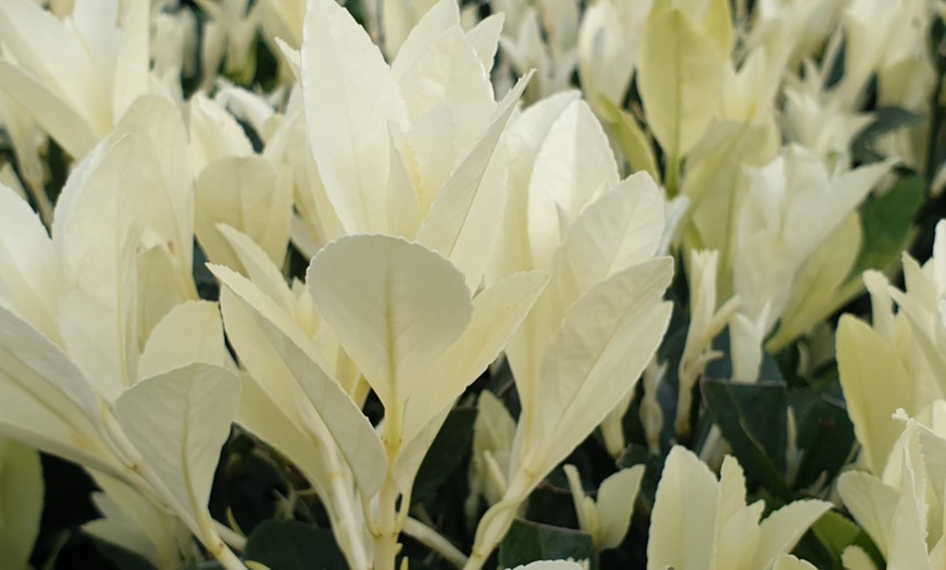 Image 2: Euonymus Himalaya in a Two-Litre Pot