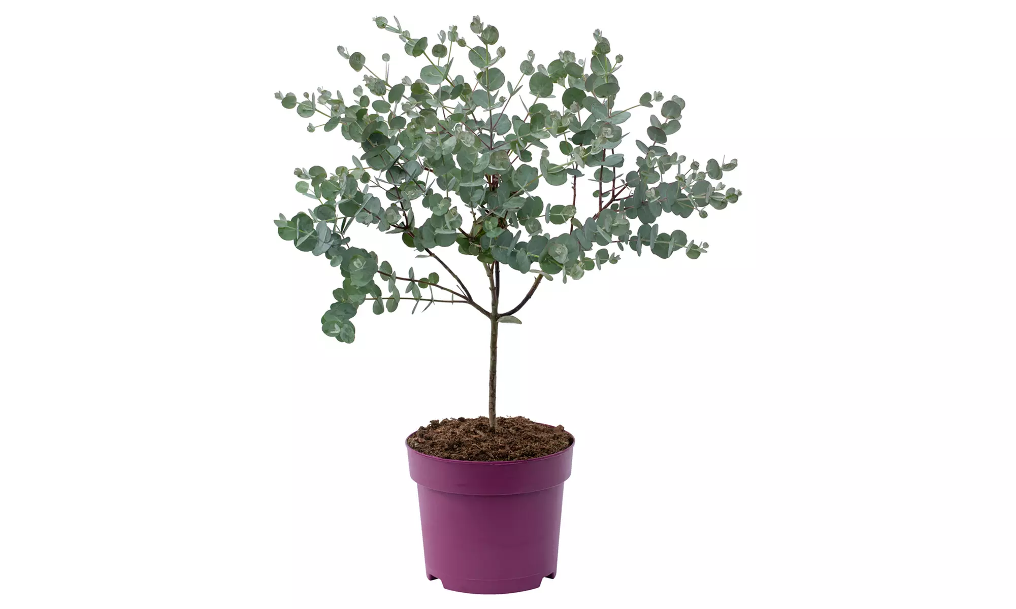 1x oder 2x Eukalyptus-Baum