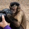 Image 6: Animal Encounters, VIP Experiences, or Wildlife Educator for a Day!