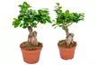 1x oder 2x Bonsai Ficus Ginseng optional mit Pflanztopf - Second Medium
