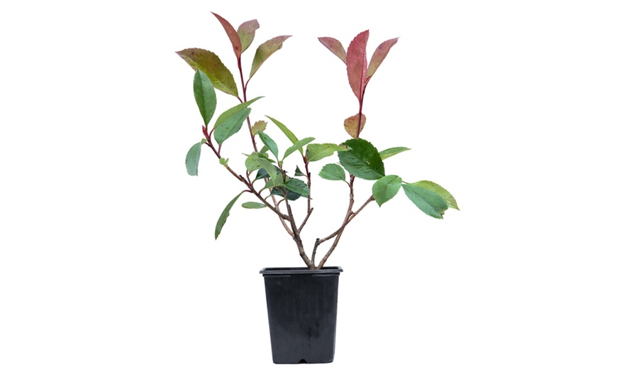 Image 6: One, Two or Three Photinia Fraseri 'Red Robin' Plants