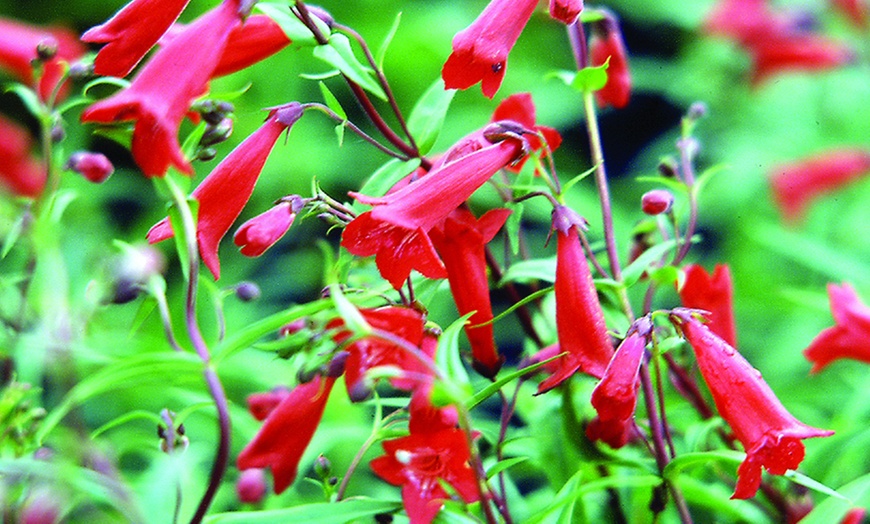 Image 9: Pretty Penstemon Mixed Collection – 6 or 9 Potted Plants