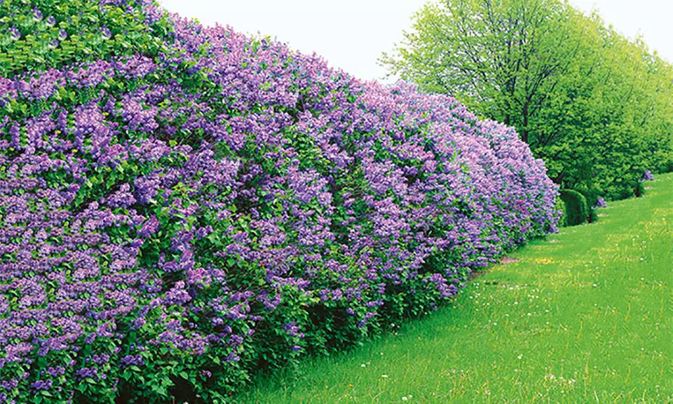 Set aus 6 oder 12 Flieder-Hecken-Pflanzen - Primary Image