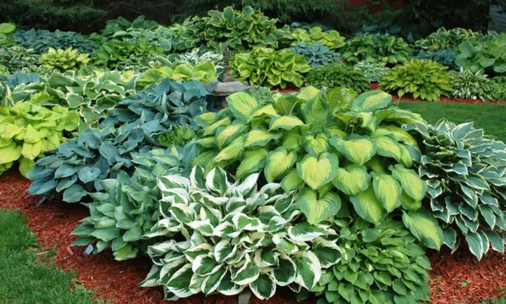 Fragrant Upright Hosta Bare Roots (5-, 8-, or 15-Pack) - Primary Image