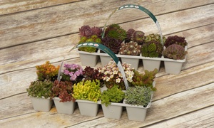 Sedums of Sempervivum Pots