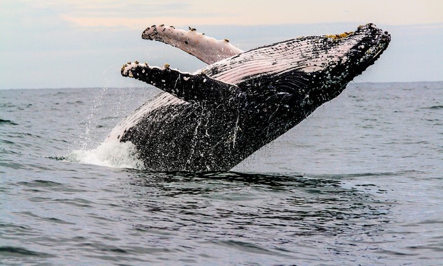 Image 5: Join Captain Dean Aboard Barefoot Blue for Whale Watching!