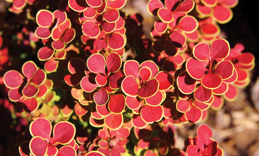 Image 1: Berberis „Orange Sunrise“