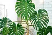 One or Two XL Monstera Deliciosa Plants - Image 5