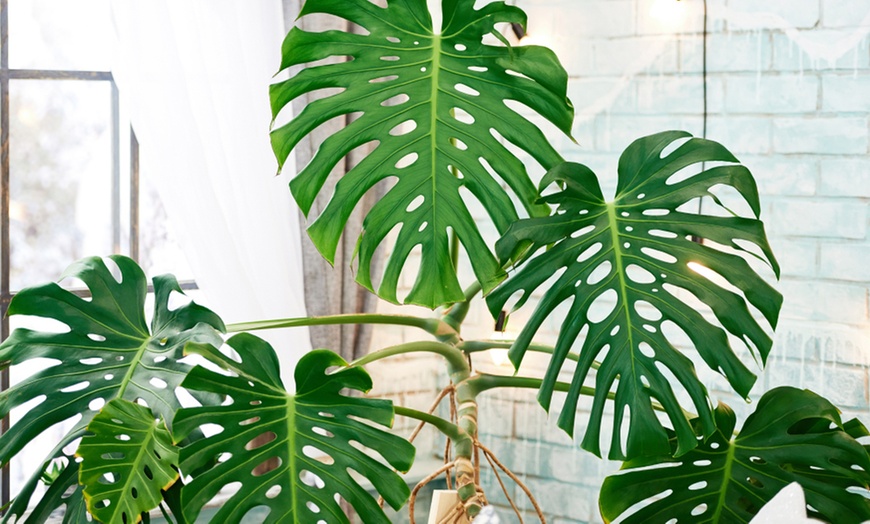 Image 5: XL Monstera Deliciosa Plant