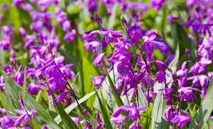 Bletilla Woodland Orchid Collection - 3 or 6 Plants 