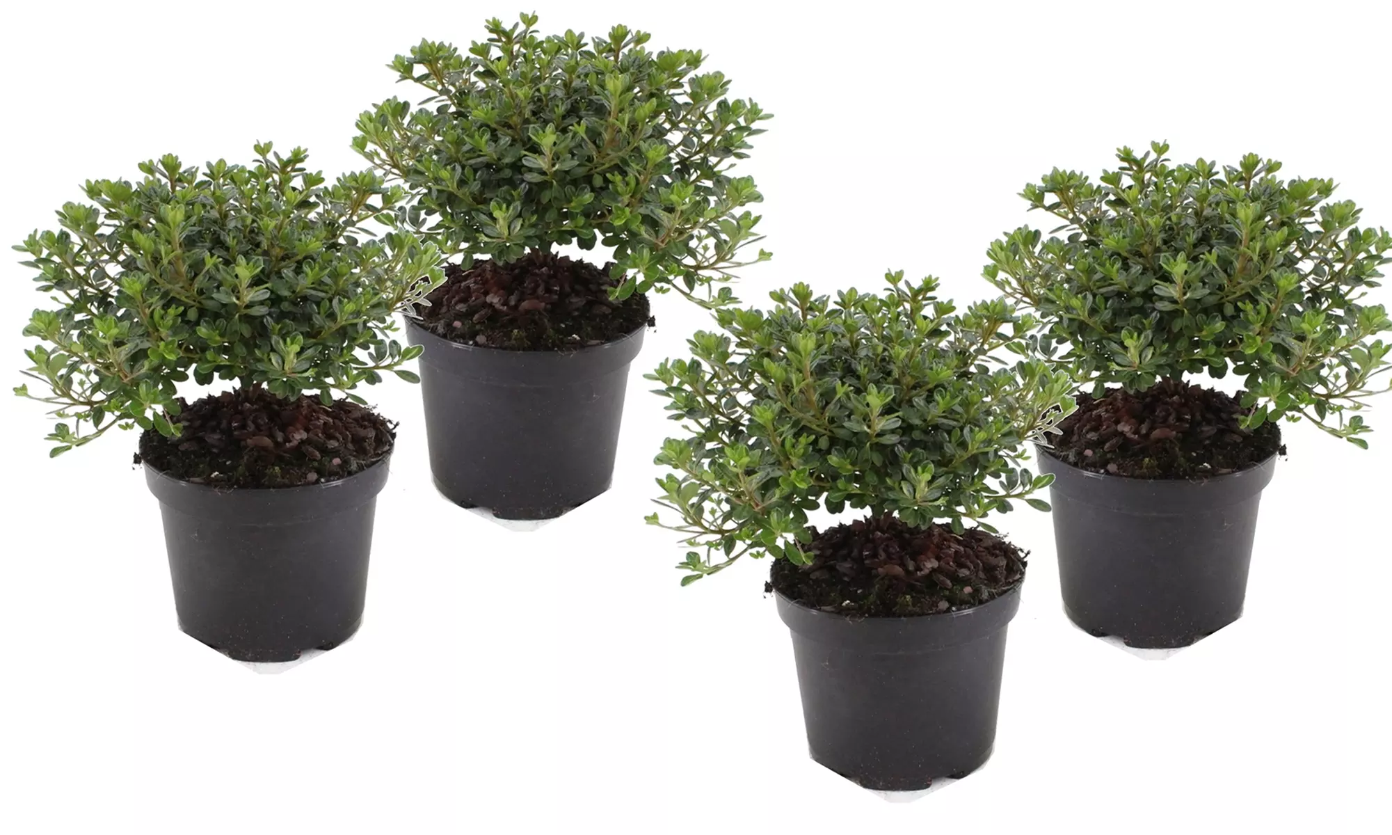 Lot de 2 ou 4 azalées japonaises de jardin "Azalea Anouk", 25-30 cm à la livraison - Second Medium