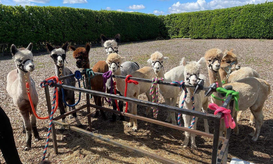 Image 2: Up to 27% Off on Farm Tour at Wetley Moor Alpacas