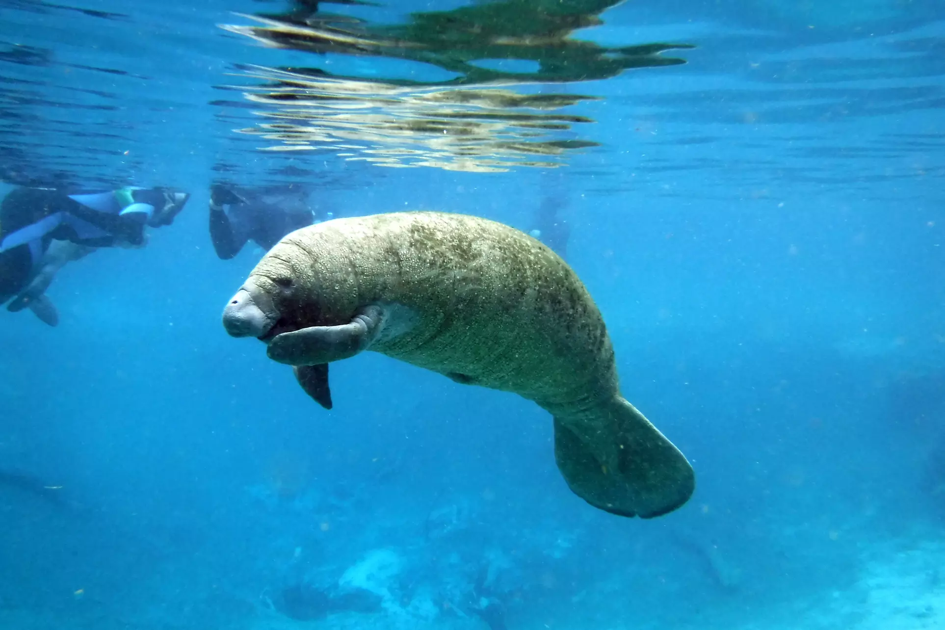 Up to 35% Off on Tour - Boat at Manatee Fun - Second Medium