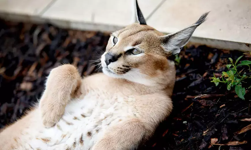 Meet Animals Up Close: Exotic Animal Experience for Two or Four