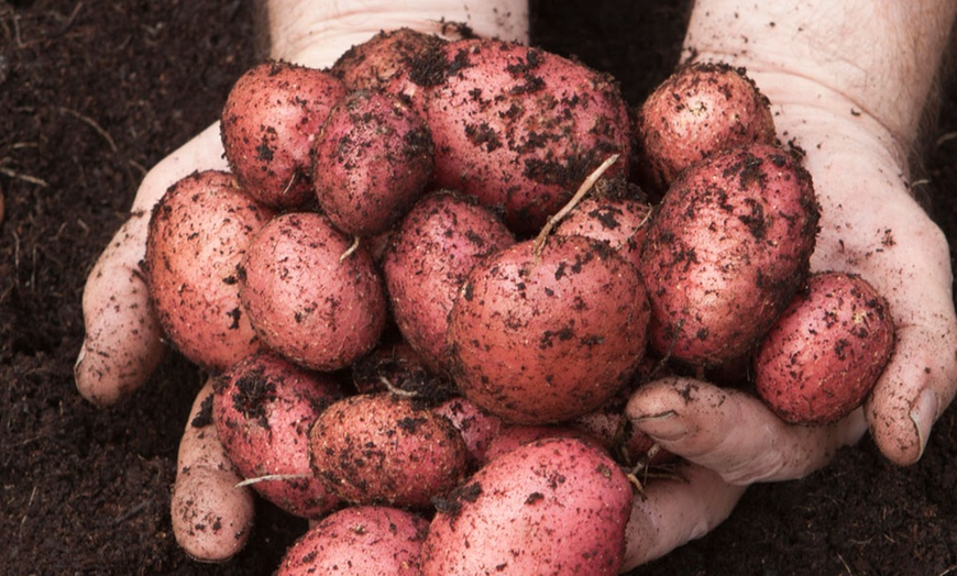 Image 2: Patio Potato Kit, Three Varieties