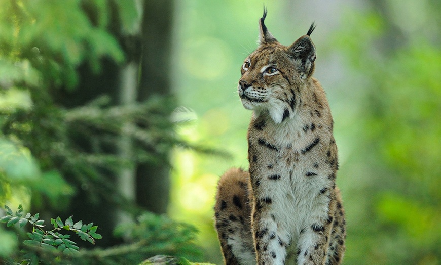 Image 14: Billet PassHan avec accès aux Grottes de Han et au Parc Animalier