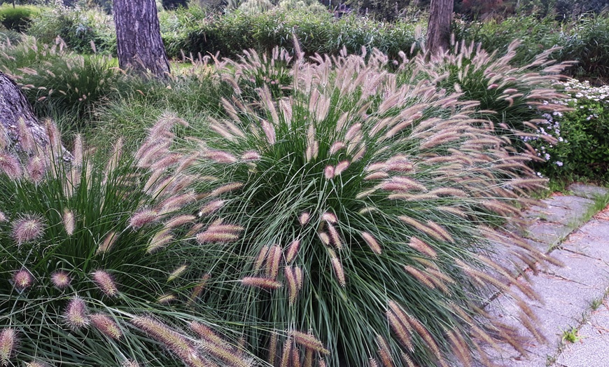 Image 2: Pennisetum 'Fountain' Grass - 1, 2, or 3 Potted Plants