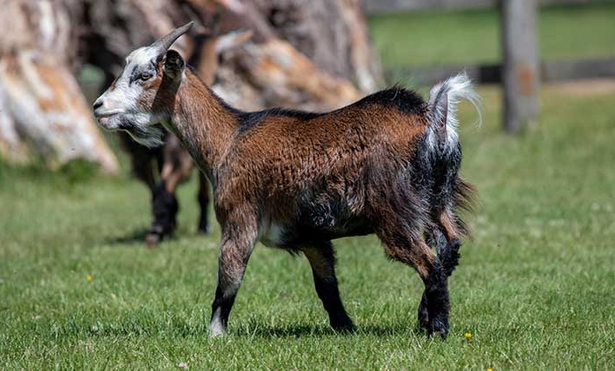 Image 14: Africa Alive Entry Tickets