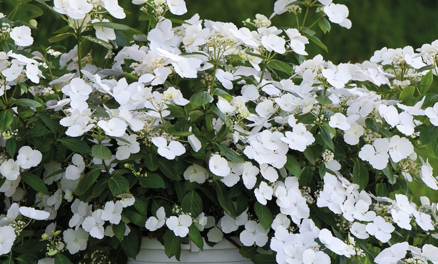 Image 4: Hydrangea Hybrid Runaway Bride