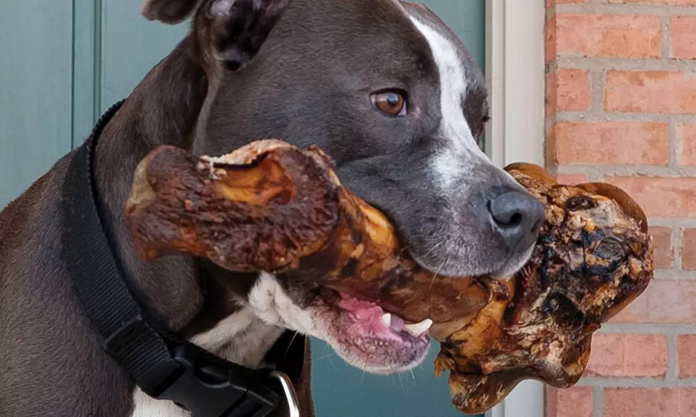 EcoKind Pet Treats Large 16" Femur Bone for Dogs - Primary Image