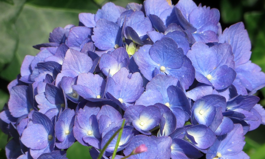 Image 8: Set met een mix van 4 of 8 hortensia's