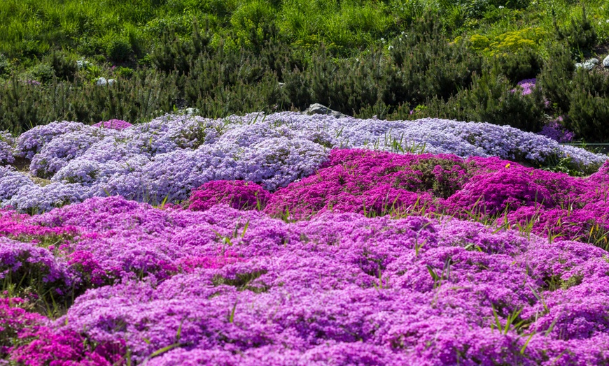 Image 2: Phlox Creeping Collection