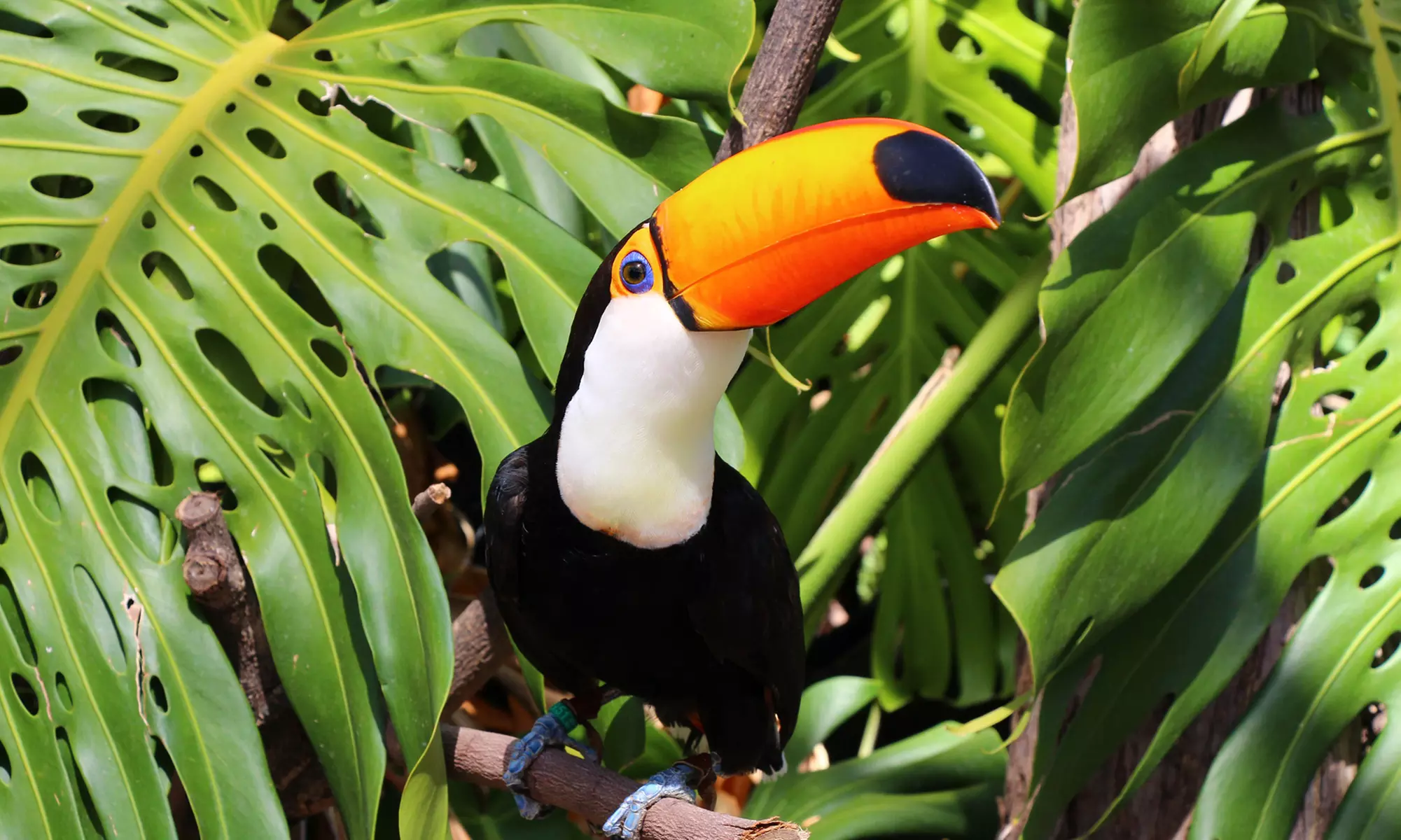 Entrada de día a elegir a Selwo Marina, Aventura y/o teleférico
