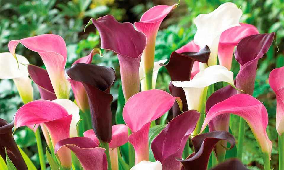 Majestic Colorful Calla Lilies Bulbs - Primary Image