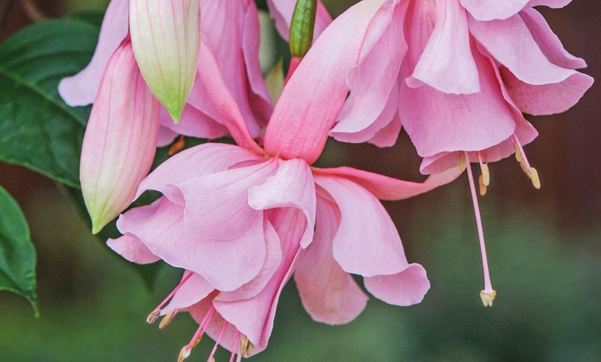 Image 2: Fuchsia 'Pink Elephant' Plants